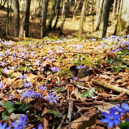 Mit Garten Und Bergblick Lejlighed *