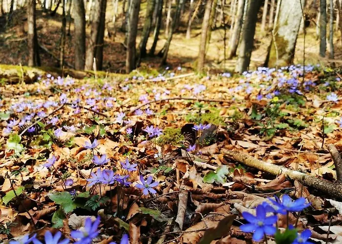 Mit Garten Und Bergblick Apartmán *